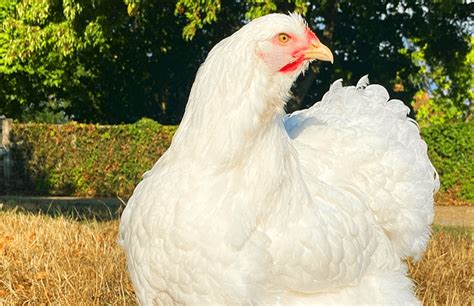 Cochin Chicken: Temperament, Care & Breed Info | Chicken Fans