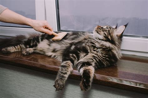 Maine Coon Grooming Tips - MaineCoon.org