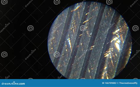 Feathers Microscope Photos - Free & Royalty-Free Stock Photos from ...