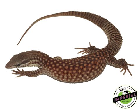 Red Ackie Monitor For Sale - Imperial Reptiles – IMPERIAL REPTILES ...