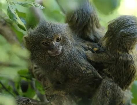 20 Finger Monkey Facts - All About The Pygmy Marmoset