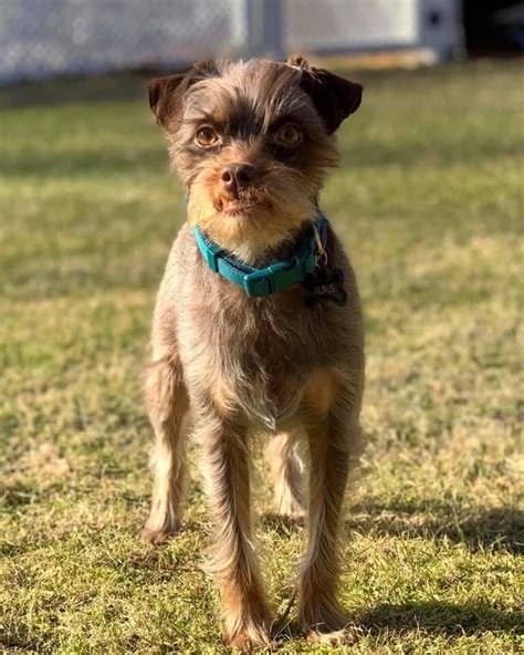 Schnauzer Mixes: 31 Beautiful Bearded Hybrids