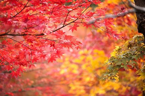 Autumn In Japan - soakploaty