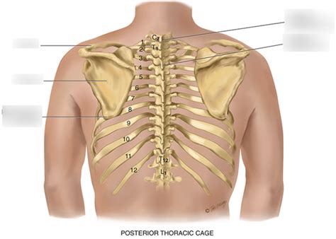 NURS 122 Exam One Diagram (Posterior Thorax) Diagram | Quizlet