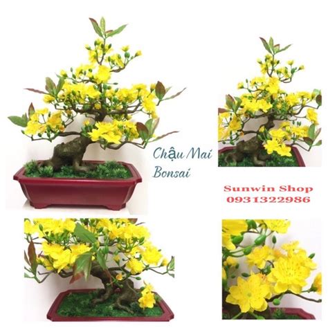 CHẬU HOA MAI BONSAI-CHẬU HOA MAI GIẢ MINI ĐỂ BÀN | Shopee Việt Nam