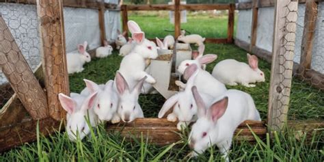 Managing and Getting Steady Customers and Demands For Your Rabbit Farm ...