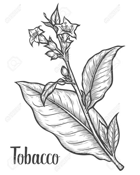 The best free Tobacco drawing images. Download from 109 free drawings ...