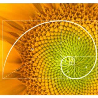 The Fibonacci Spiral | Download Scientific Diagram