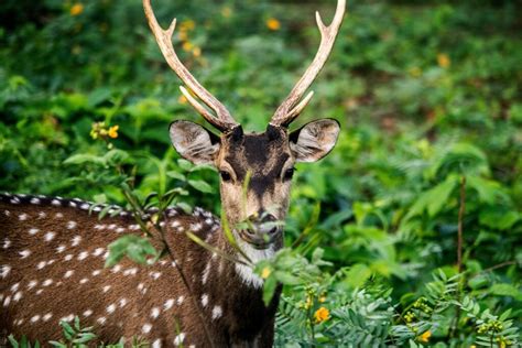 Kabini Wildlife Sanctuary - Red Earth