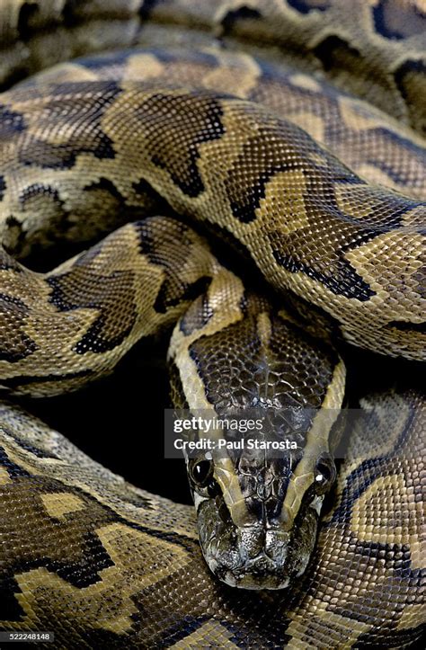 Python Sebae High-Res Stock Photo - Getty Images