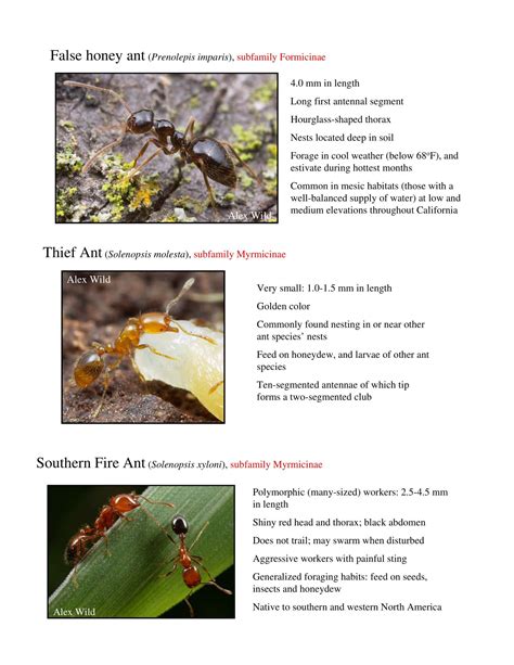 Free Printable Ant Identification Charts [PDF] With Pictures