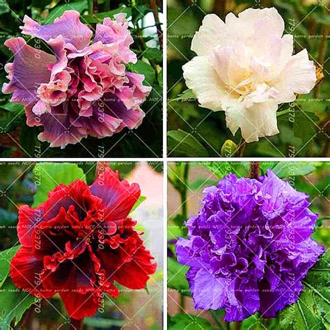 100PCS Rare Hibiscus Tree Seed Chinese Double Hibiscus Flower Seeds ...