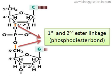 phosphodiester bond Keystone Species, Funny Test, Structure And ...