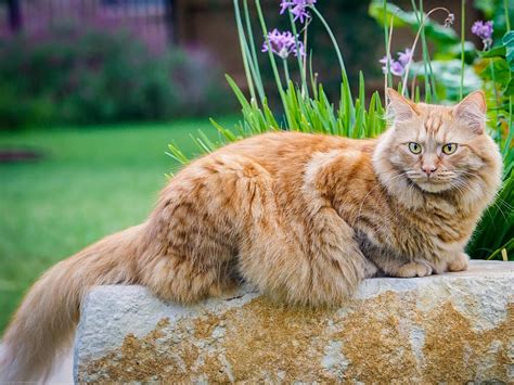 Fluffiest Cat Breeds