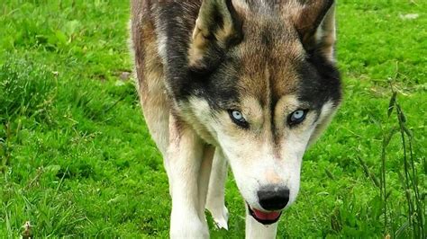 Husky Wolf Mix (Wolf-dog) - A Cross Of Striking Beauty And Intelligence