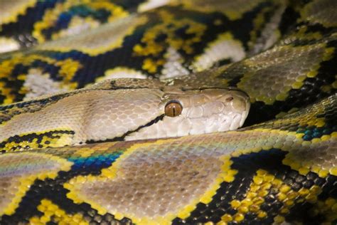 Reticulated Python (Python reticulatus) - ZooChat