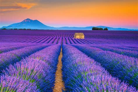 A Guide To The Best Lavender Fields In Provence France 2024