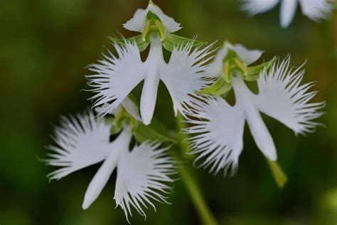 3 Types Of White Orchids - A-Z Animals