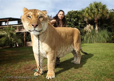 Hybrid Animals Liger