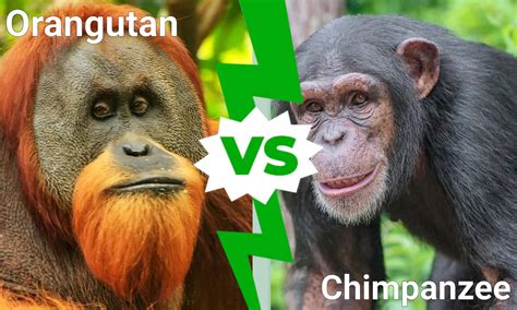 Orangutan vs Chimpanzee: What are the Differences? - A-Z Animals