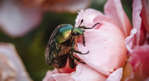 Are Beetles Harmful to Humans or Pets? - PestPlans.com