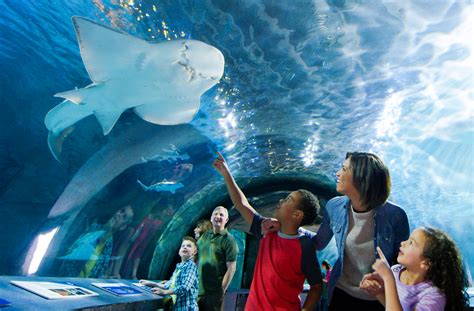 Kid Friendly Hotels Near Newport Aquarium - Aquarium Views