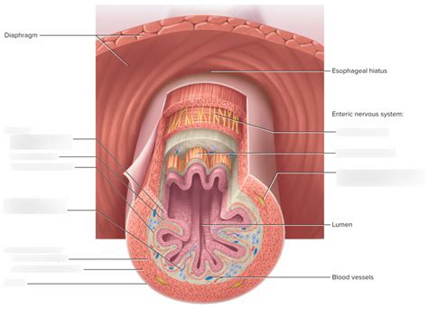 Figure 25.2: Tissue Layers of the Digestive Tract Diagram | Quizlet