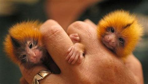 The Tiny But Mighty Finger Monkey ~ Amazing Animals