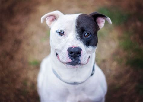 What You MUST Know Before Getting a Pit Bull Terrier Mix as a Pet - DogAppy