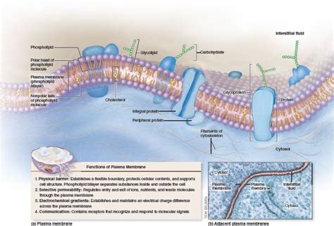 4.5 Structure and Functions of the Plasma Membrane. | Plasma membrane ...