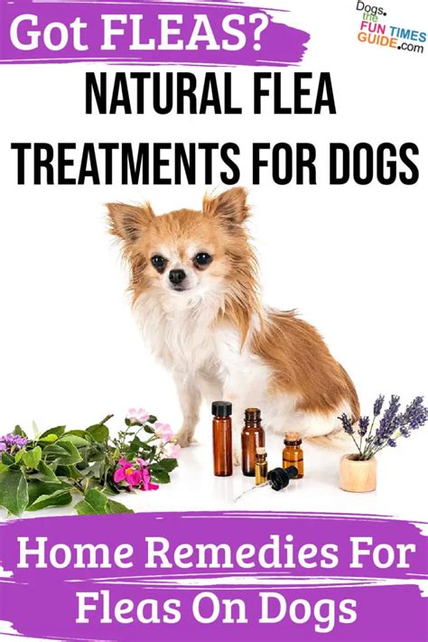 Natural Flea Treatments For Dogs - Home Remedies For Fleas | The First ...