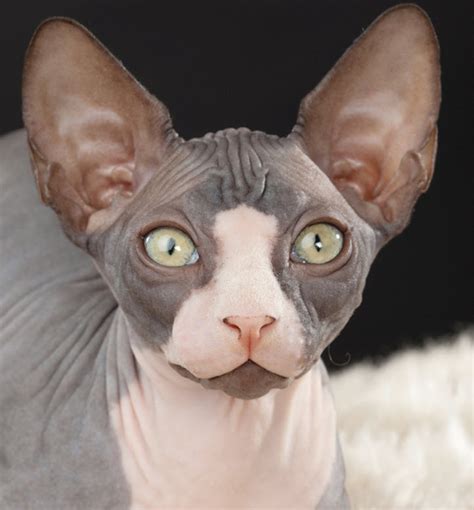 Learn About The Sphynx Cat Breed From A Trusted Veterinarian