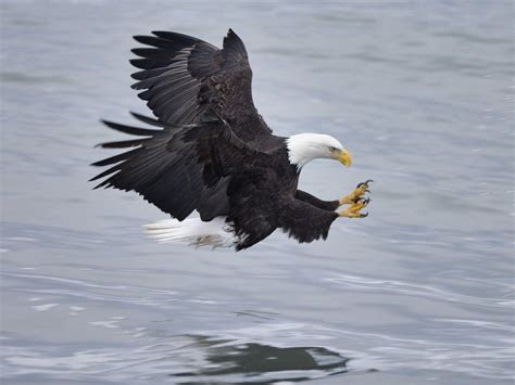 🔥 [72+] Free Bald Eagle Wallpapers | WallpaperSafari