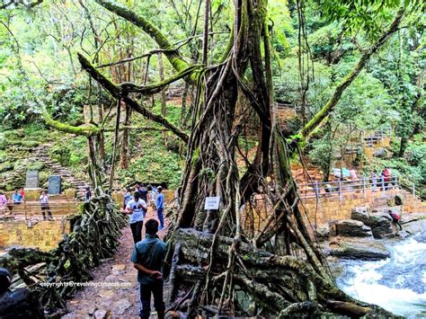 The extraordinary Living Root Bridge in Meghalaya, India - A Revolving ...