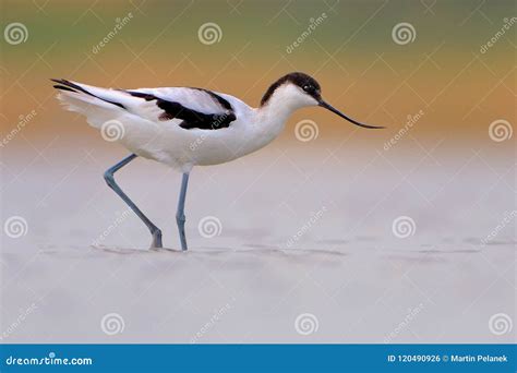 Pied Avocet - Recurvirostra Avosetta on the Lake on Migration Stock ...