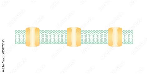 Scientific Designing Of Phospholipid Bilayer Structure. The Cell ...