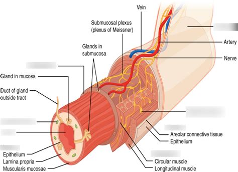 Layers of gastrointestinal tract Diagram | Quizlet