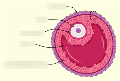 Oocyte Diagram | Quizlet