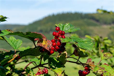 Berry Plant Mountains - Free photo on Pixabay - Pixabay