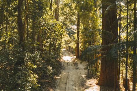 K'gari (Fraser Island) Rainforest - Fraser-Tours.com