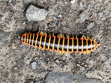 Millipede - Day 936 - Owl Medicine: Shamanic Healing