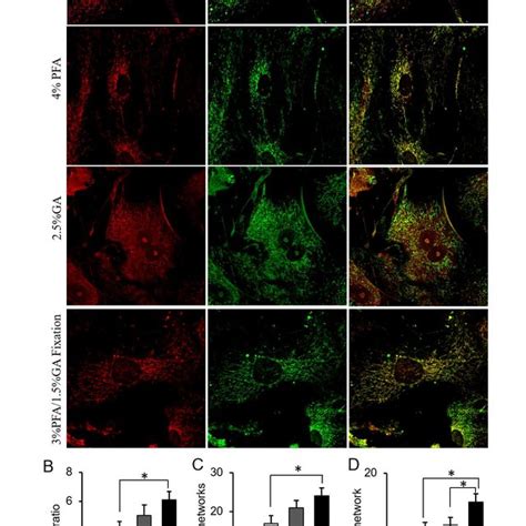 MitoTracker Red fluorescence assay on fixed and permeabilized cells ...