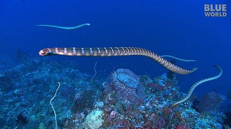 Sea Snake Island | JONATHAN BIRD'S BLUE WORLD | Doovi