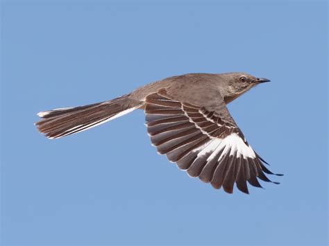 Northern Mockingbird - NestWatch