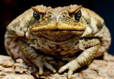 Ugly Overload: One Successful Toad