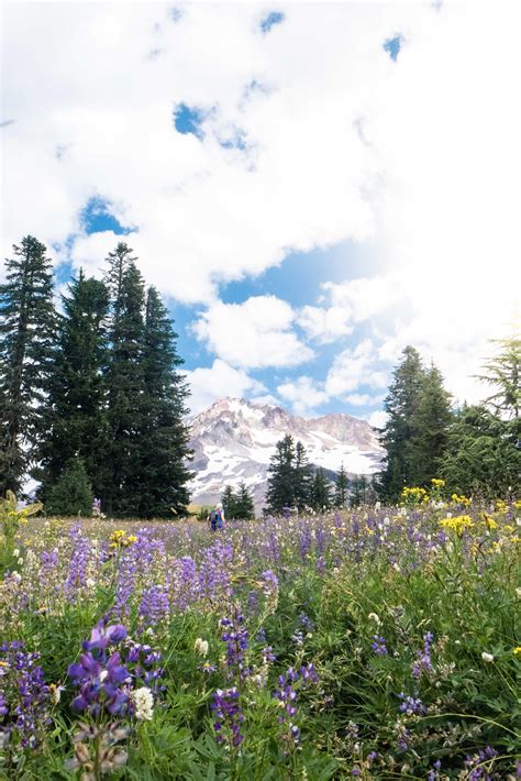 Walking amongst the wild flowers at Paradise Park from Timberline Lodge ...