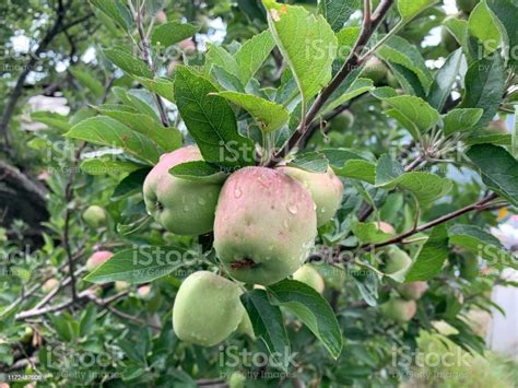 Green Apple Orchard Stock Photo - Download Image Now - Apple - Fruit ...