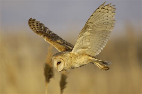 Barn Owl Physiology | Barn Owl Box Company