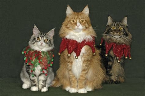 Silly Cat Pictures: Christmas Cats