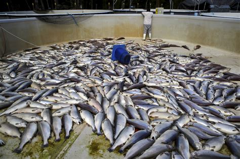 You Heard Right: Farmed Fish Are Having Hearing Problems